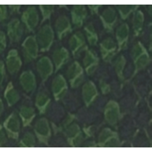 CINTURA GREEN/SNAKE CON FIBBIA LEOPARD PEWTER-XL