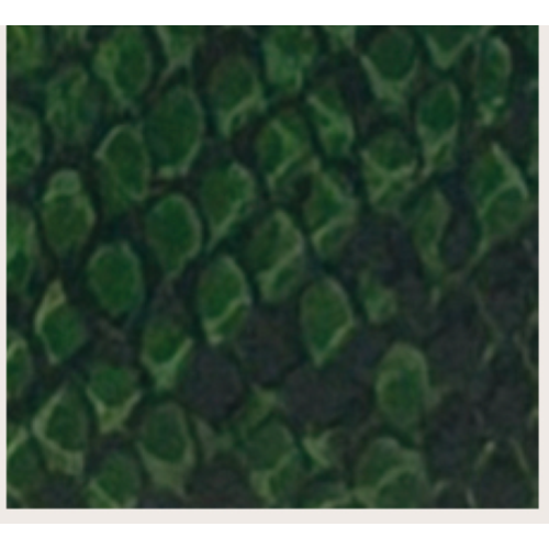 PORTAFOGLIO GREEN/SNAKE  CON TARGA LEATHER