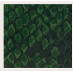 PORTAFOGLIO GREEN SNAKE TARGA RETTANGOLARE ORO