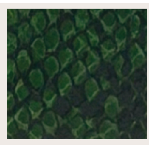 PORTAFOGLIO GREEN SNAKE TARGA RETTANGOLARE ORO