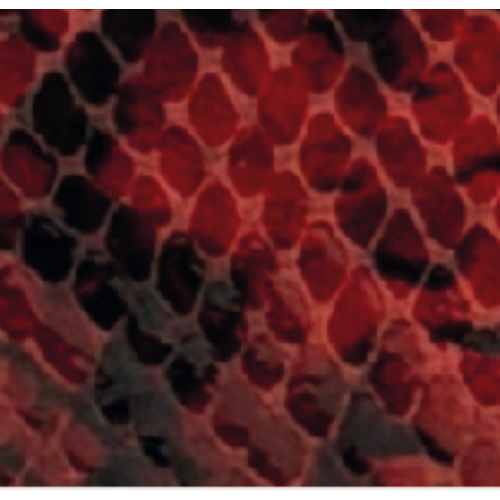 PORTAFOGLIO RED SNAKE RB IN CERCHIO