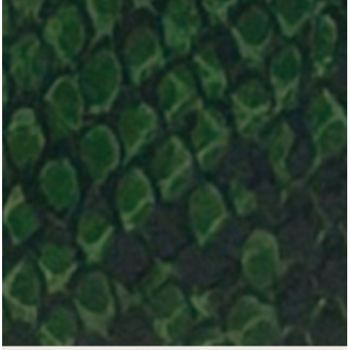 PORTAFOGLIO GREEN SNAKE RB IN CERCHIO