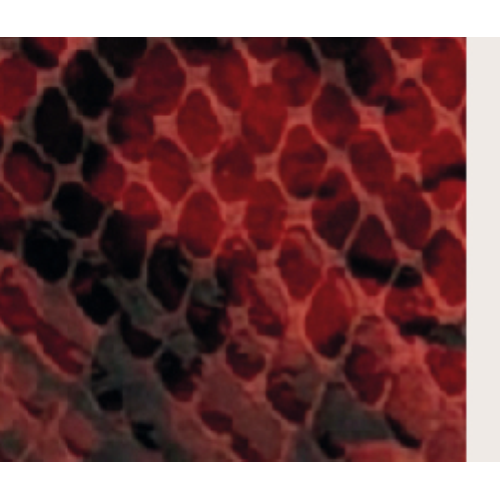 PORTAFOGLIO RED SNAKE CON MANICA