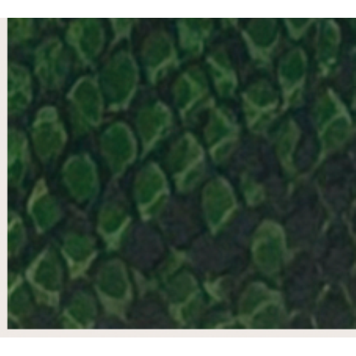 PORTAFOGLIO GREEN SNAKE CON MANICA