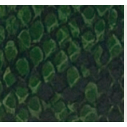 PORTAFOGLIO GREEN SNAKE LEATHER