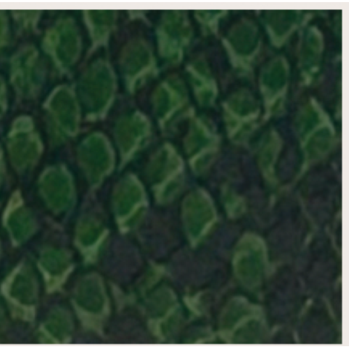 PORTAFOGLIO GREEN SNAKE  RB IN CERCHIO