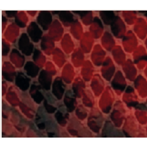 PORTAFOGLIO WINE SNAKE TARGA RETTANGOLARE ORO